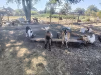 Mbuzi jike, Mbuzi — picha 3