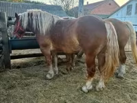 Φοράδα, Hungarian horse breed — φωτογραφία 8