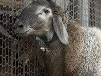 Wad, Rhon sheep — sawirka 8