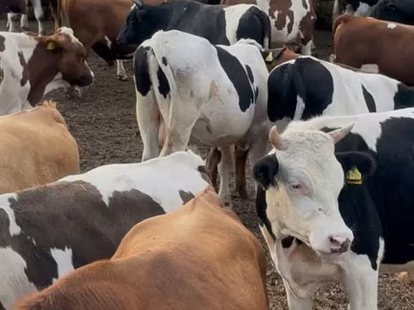 Bull, Cattle — Moldova