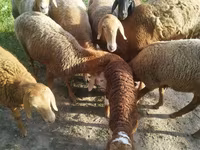 Domba betina, Sheep — foto 1