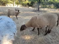 Ram, Sheep — photo 2