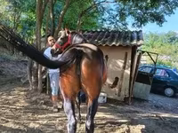 Kuda betina, Horses — foto 6