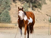 ცხენი, American paint horse — ფოტო 2