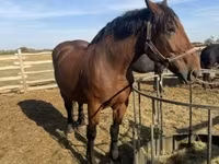 母马, Horses — 照片 1