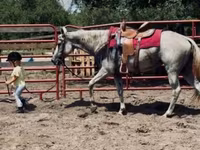Էգ ձի, Quarter Horse — լուսանկար 7