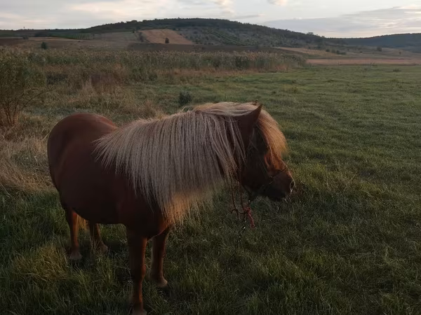 Klisna, Australian Pony