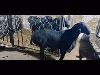 قوچ, Rhon sheep — عکس 5