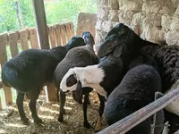 Bélier, Rhon sheep — photo 4