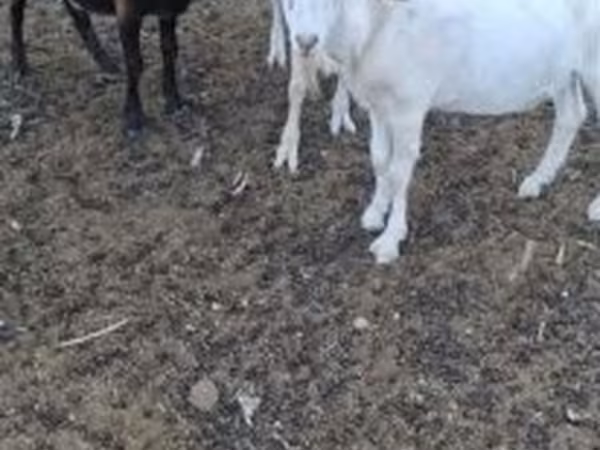 Cabro, Cabras