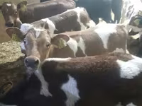 โคเนื้อ (เป็นล็อต, ไม่ระบุเพศ), Simmental cattle — รูปภาพ 3