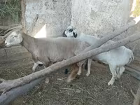 قوچ, Arashan sheep — عکس 6