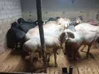 绵羊（批次，未指定性别）, Sheep — 照片 3