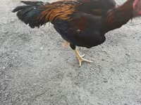 Chickens — عکس 8