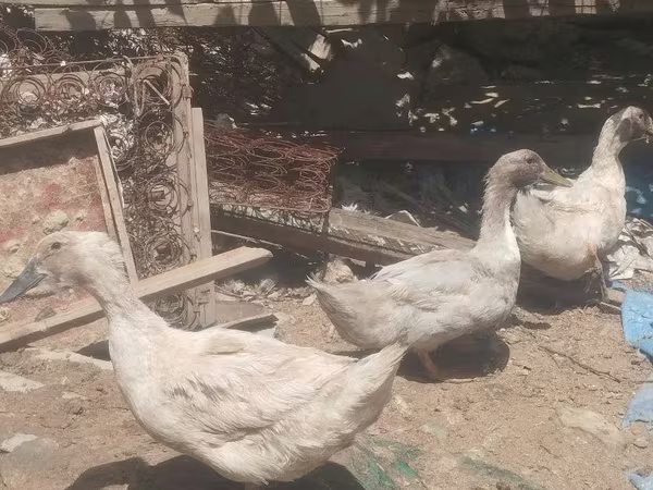 Geese
