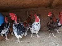Japanisches Bantam — Foto 2