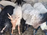 Vædder, Tsigai sheep — foto 2