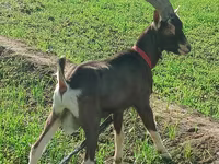 암염소, Toggenburg goat — 사진 1
