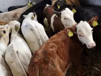 Cattle (batch, sex not specified), Simmental cattle — photo 3