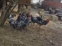 Chickens — عکس 5