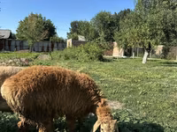 मेढ़ा, Arashan sheep — फ़ोटो 2