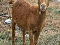 بز (گروه، جنسیت مشخص نشده), بز — عکس 2