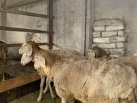 பெண் ஆடு, Arashan sheep — புகைப்படம் 8