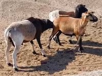 母羊, Cameroon sheep — 照片 3