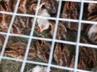 Guinea fowl — foto 4