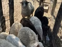 میش, Merino sheep — عکس 7