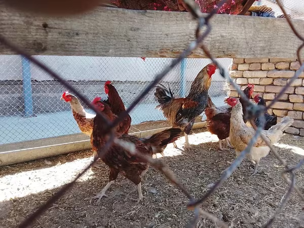 Chickens