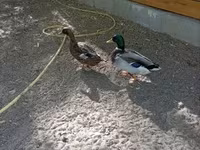 Ducks — zdjęcie 3