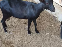 بز ماده, Alpine goat — عکس 4