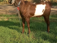 بز نر, Nubian Goat — عکس 2