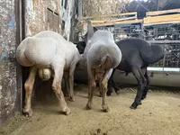 Beran, Arashan sheep — foto 4