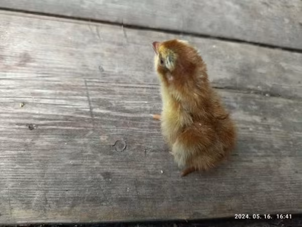 Quails