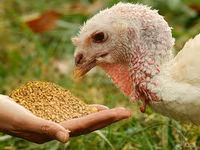 Turkeys — ፎቶ 1