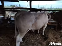 雄牛, Charolais cattle — 写真 1