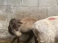 Widder, Arashan sheep — Foto 6