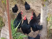Australorp — foto 1