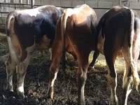 گاو نر, Russian Black pied cattle — عکس 2