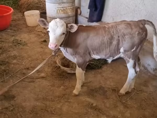 Touro, Raça vermelho-malhada