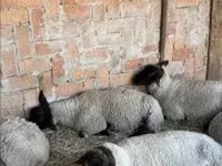 Πρόβατο, White Suffolk sheep — φωτογραφία 1
