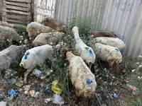 Montone, Pecore — foto 1