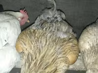Chickens — foto 6