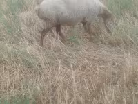 Domba betina, Sheep — foto 5