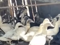 Ducks — عکس 3
