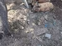Babi betina, Дюрок — foto 2