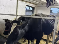 Ko, Russian Black pied cattle — foto 3