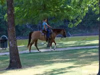 Kobyła, Quarter Horse — zdjęcie 8